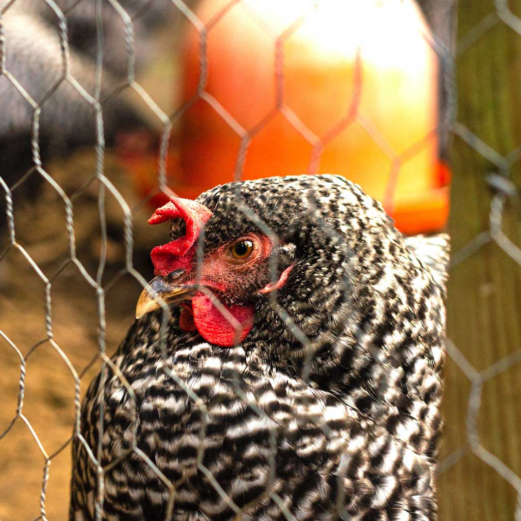 Grillage à lapins, cage petits animaux (Rouleau 25m)